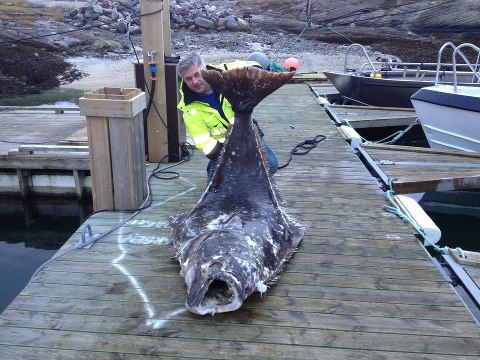 Arnoy - halibut 2,5 m, cca 200 kg. Uloveno v listopadu do sítě Arnoy - halibut 2,5 m, cca 200 kg. Uloveno v listopadu do sítě