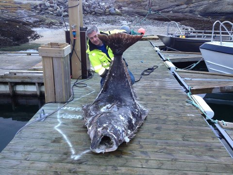 Arnoy - halibut 2,5 m, cca 200 kg. Uloveno v listopadu do sítě