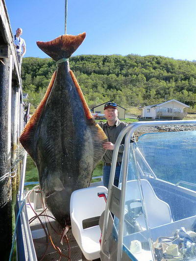 Halibut - Ringvassoy 243 cm, 194 kg Halibut - Ringvassoy 243 cm, 194 kg