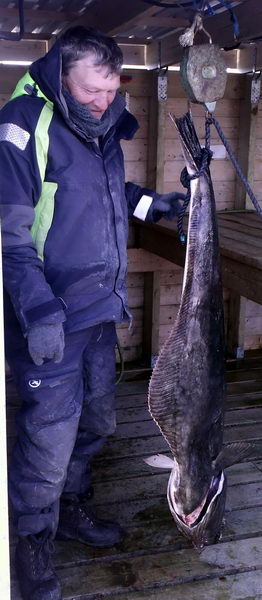 halibut 160 cm - Arnoy