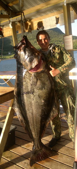halibut 64 kg, Senja