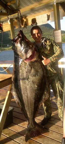 halibut 64 kg, Senja halibut 64 kg, Senja