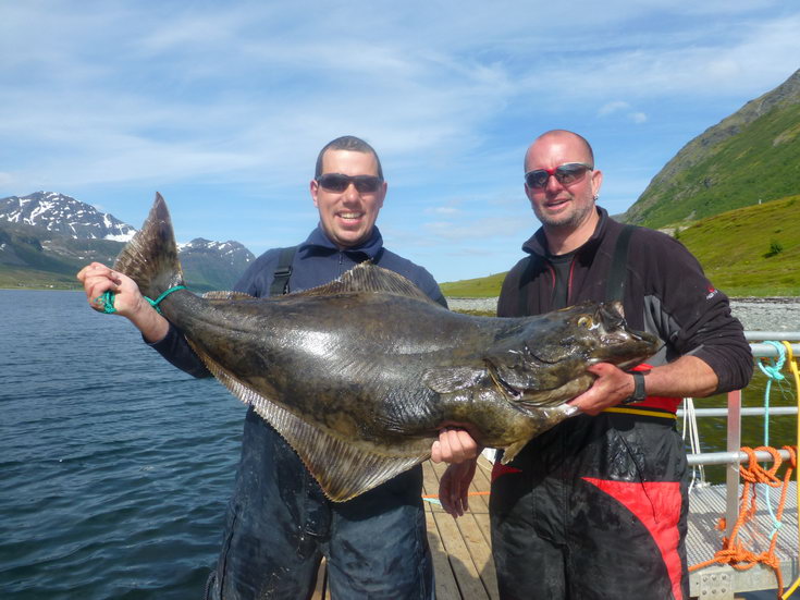 cervnovy halibut z norskeho severu