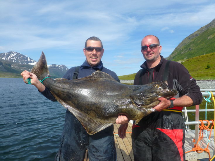 cervnovy halibut z norskeho severu cervnovy halibut z norskeho severu