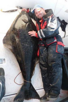 letni halibut z Arviksand (Nord Arnoy) letni halibut z Arviksand (Nord Arnoy)