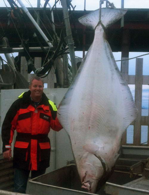 halibut 240 cm, 145 kg, uloveny na jig 4. rijna halibut 240 cm, 145 kg, uloveny na jig 4. rijna