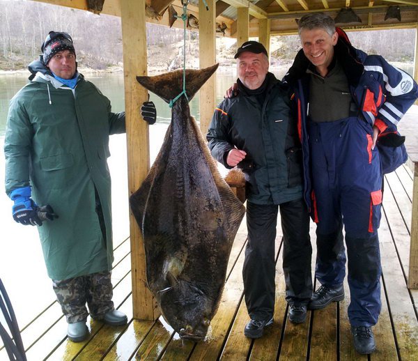 Senja - halibut 166 cm (60 kg) uloveny na pilkr Senja - halibut 166 cm (60 kg) uloveny na pilkr