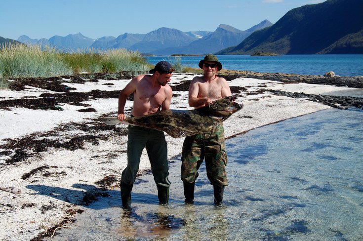 halibut 155 cm, kraj Nordland, 14. cervence halibut 155 cm, kraj Nordland, 14. cervence