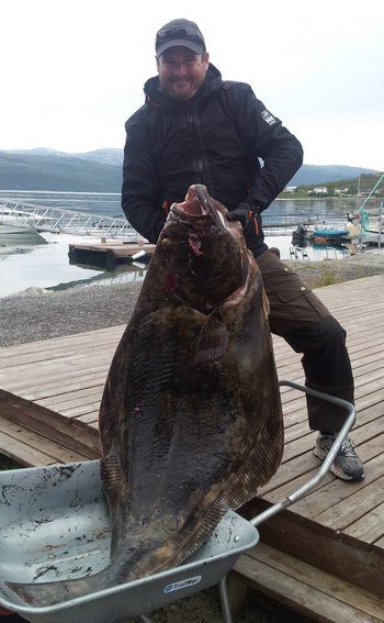 halibut 156 cm, 60 kg, uloven 3. srpna