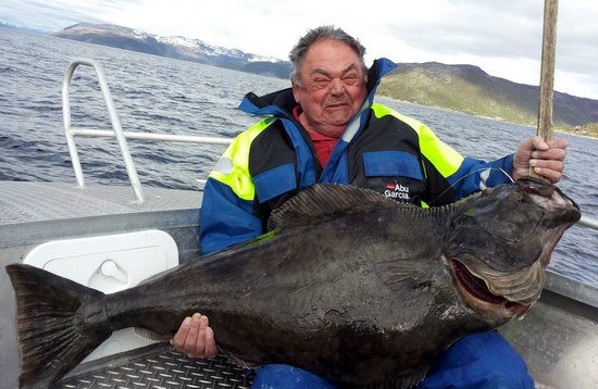 halibut 25 kg uloveny v cervnu