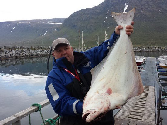 letni halibut z Lauksundu letni halibut z Lauksundu