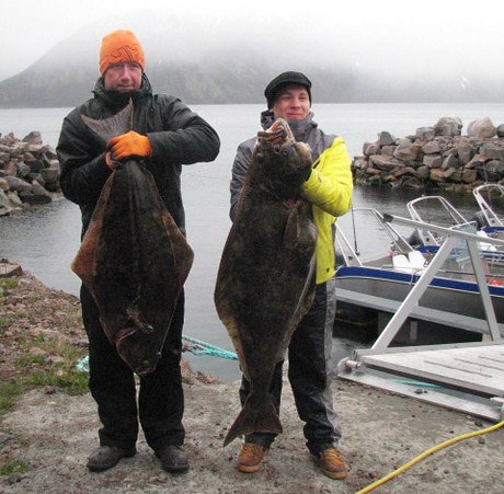 halibuti 13 a 23 kg z Andfjordu