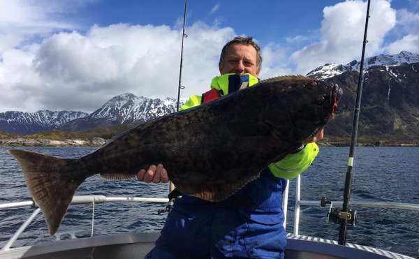 platys obecny - halibut z Hennes