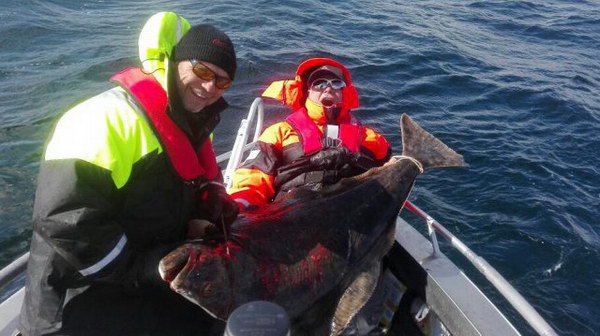 halibut 152 cm (45 kg) z pobrezi u Hennes halibut 152 cm (45 kg) z pobrezi u Hennes