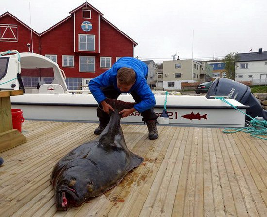 halibut 155 cm, 45,5 kg uloveny 28.6. halibut 155 cm, 45,5 kg uloveny 28.6.