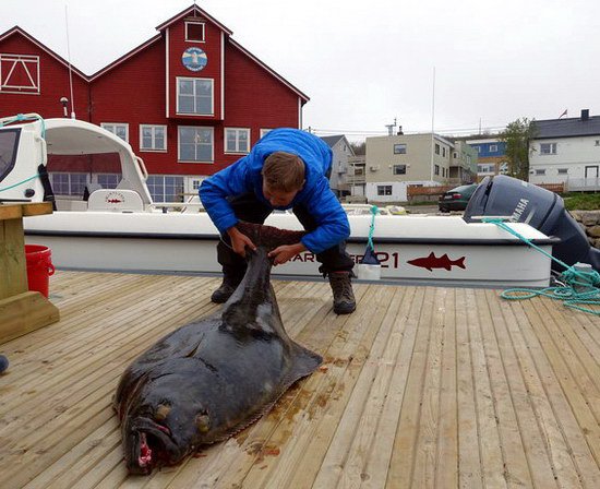 halibut 155 cm, 45,5 kg uloveny 28.6.