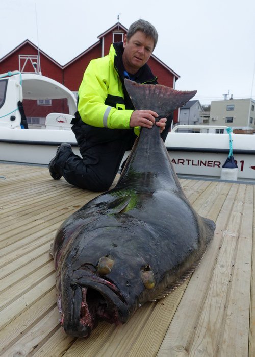 halibut delky 155 cm, 45,5 kg