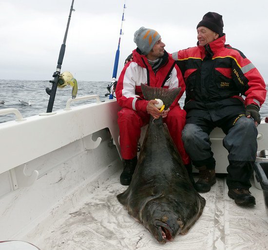 halibut delky 155 cm, 45,5 kg