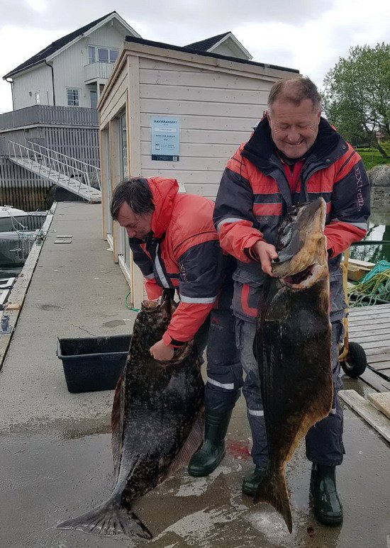 kvetnovi halibuti 125 cm a 145 cm, Ylvingen, kraj Nordland kvetnovi halibuti 125 cm a 145 cm, Ylvingen, kraj Nordland