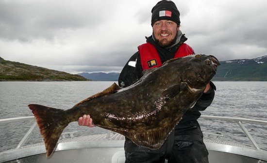 halibut uloveny u ostrova Hugla halibut uloveny u ostrova Hugla