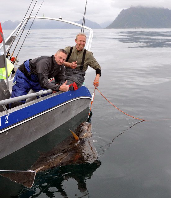 halibut 190 cm uloveny a pusteny na svobodu 7.7.