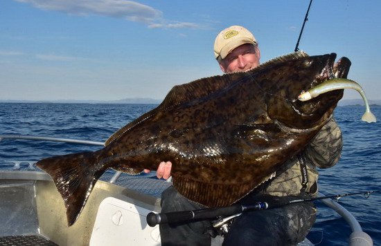 cervencovy halibut od ostrova Kvaloya cervencovy halibut od ostrova Kvaloya