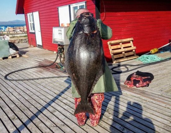 Dypingkaia - halibut 143 cm, 31 kg Dypingkaia - halibut 143 cm, 31 kg