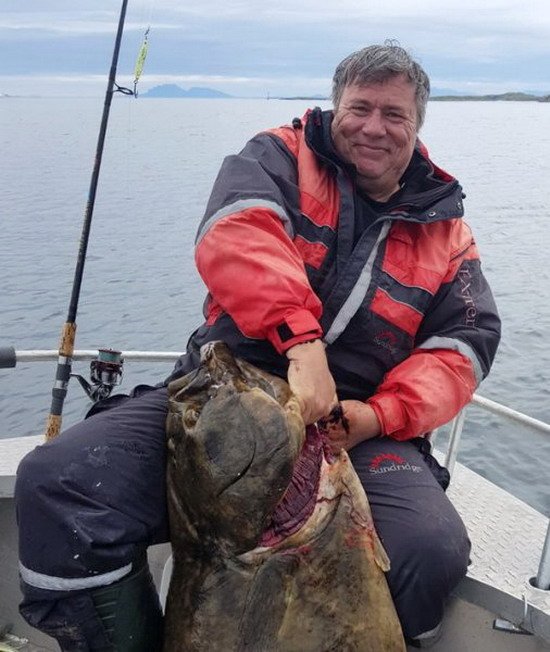 Ylvingen - halibut 157 cm Ylvingen - halibut 157 cm