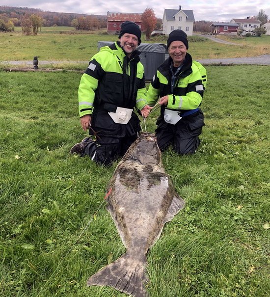 rijnovy halibut 171 cm