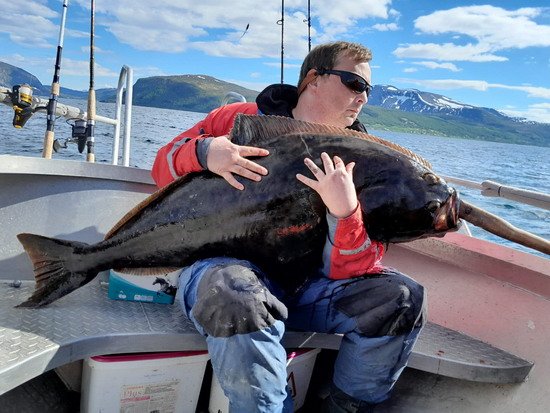 Elgsnes - halibut 130 cm, 30 kg