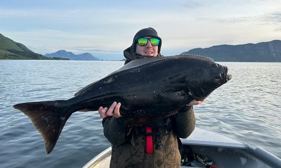 halibut z Aldersund, cerven halibut z Aldersund, cerven
