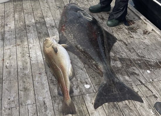 Treska a halibut 149 cm Treska a halibut 149 cm