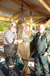 Vestfjorden - halibut 65 kg. Vestfjorden - halibut 65 kg.