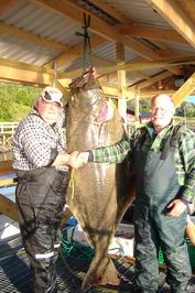 Vestfjorden - halibut 65 kg.