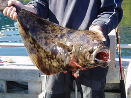 halibut - cerven