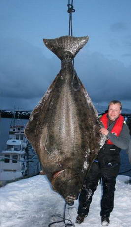 Halibut 194 kg, 242 cm, 20.4.2008, Troms Halibut 194 kg, 242 cm, 20.4.2008, Troms