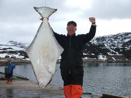 halibut 140 cm, 40 kg, Seiland 26.5.2008 halibut 140 cm, 40 kg, Seiland 26.5.2008