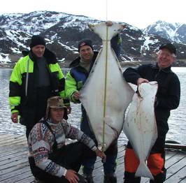 halibuti 140 cm - 40 kg a 110 cm - 12 kg , Seiland 26.5.2008 halibuti 140 cm - 40 kg a 110 cm - 12 kg , Seiland 26.5.2008