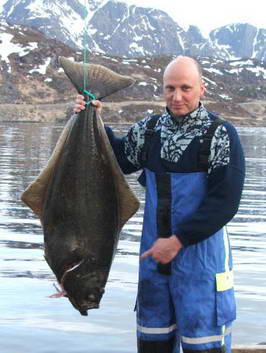 halibut 15 kg, Seiland, cerven halibut 15 kg, Seiland, cerven