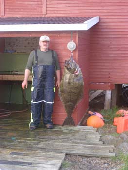 Hestoysund - halibut 1,4 m, 32 kg Hestoysund - halibut 1,4 m, 32 kg