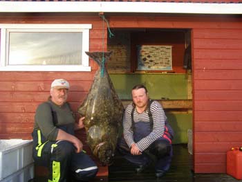 Hestoysund - halibut Hestoysund - halibut
