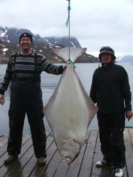 Seiland-kveten, halibut 45 kg, 155 cm Seiland-kveten, halibut 45 kg, 155 cm