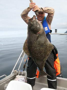 halibut, Senja - kveten