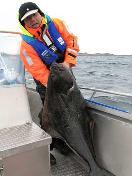 halibut, Senja - kveten