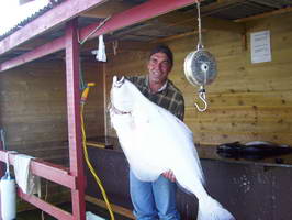 cervencovy halibut z Hestoysund cervencovy halibut z Hestoysund