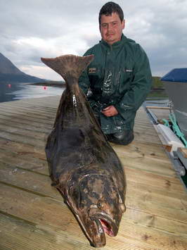 Nordland - halibut 15 kg