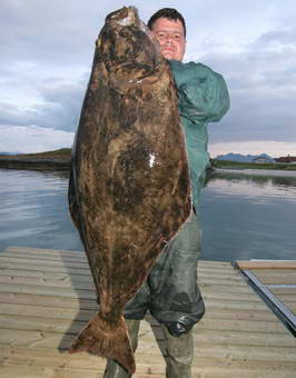 Arnoy - halibut 34 kg Arnoy - halibut 34 kg