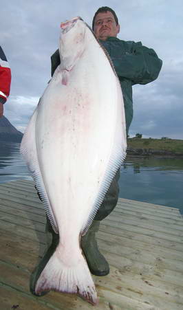 Arnoy - halibut 34 kg Arnoy - halibut 34 kg