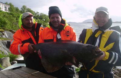 halibut 17 kg, Nordland, cerven halibut 17 kg, Nordland, cerven