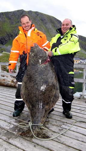 halibut 53 kg, Finnmark. Martin - VIPA-team